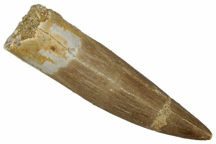 Fossil Plesiosaur (Zarafasaura) Tooth - Morocco #354699